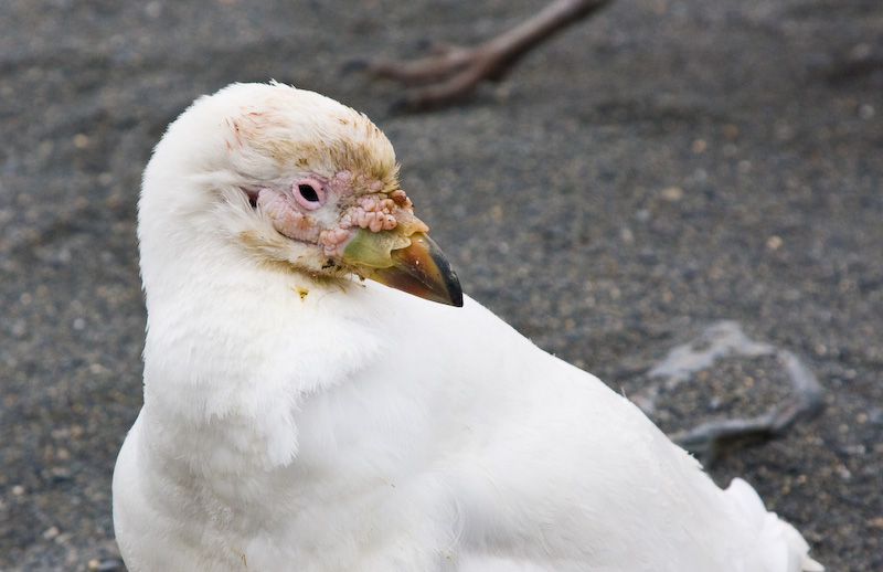 Pale-Faced Sheathbill